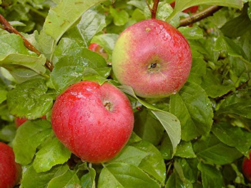 Apfelbaum `Prinz Albrecht von Preußen´, Buschbaum (kleinbleibend), 120-140cm im Topf