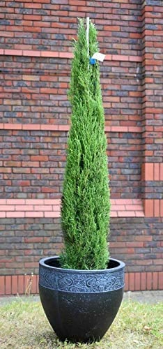 Cipresso toscano Cupressus sempervirens Totem in vaso 2 litri h 40/50 cm | pianta sempreverde Vivaio di Castelletto