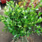 100 piezas Semillas de plantas de boj - balcón de semillas de flores Euonymus japonicus - Buxus sinica Maceta para balcón, decoración de plantas plantas en macetas resistentes al exterior,