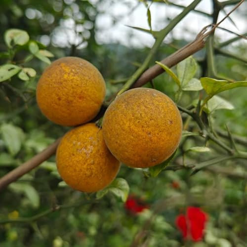 Poncirus trifoliata - semillas de naranjo amargo Plantas de jardín perennes resistentes naranja agria Fruto zapote, plantas resistentes en maceta semillas bonsái para bancales elevados 15pcs