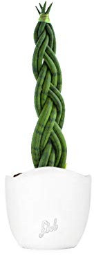 Sansevieria Intrecciata Altezza 45 cm, Pianta Vera, Pianta da Interno, Vaso Artigianale in Terracotta - Bianco (onda)