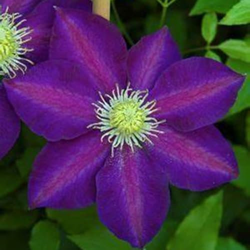 Winterhartes,Blumen,können für Gartenarbeit,Pflanzenzwiebeln,Gartenzierblumen kultiviert werden,Clematis zwiebeln, Clematis,Lebende Pflanzen,Natürlich-4 Zwiebeln-A