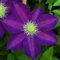 Winterhartes,Blumen,können für Gartenarbeit,Pflanzenzwiebeln,Gartenzierblumen kultiviert werden,Clematis zwiebeln, Clematis,Lebende Pflanzen,Natürlich-4 Zwiebeln-A