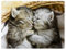 YISUMEI Decke 125x150 cm Kuscheldecken Sanft Flanell Weich Fleecedecke Bettüberwurf EIN Paar Süße Katzen