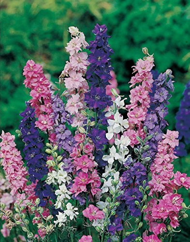 50 Delphinium Larkspur Giant Imperial Crown Blended Mix Seeds - 50 Seeds