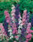 50 Delphinium Larkspur Giant Imperial Crown Blended Mix Seeds - 50 Seeds