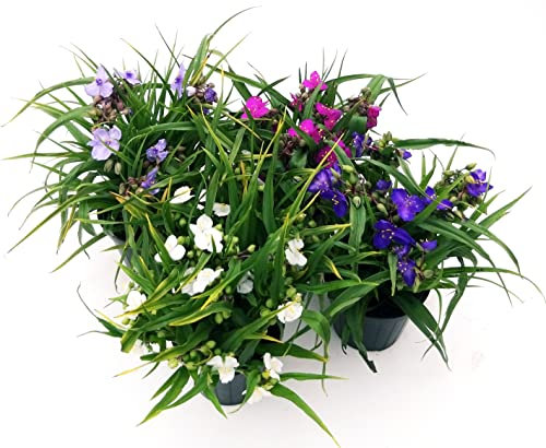 POWERS TO FLOWERS - TRADESCANTIA ANDERSONIANA POKER: BLU, VIOLA, BIANCA, AZZURRA, vaso 14cm diametro, pianta vera