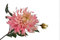 Silk-ka Kunstblume-Seidenblume Chrysantheme Stengel Rosa 78 cm