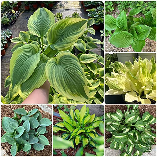 funkien kaufen samen - Hosta plantaginea - deko wohnzimmer modern indoor garten dankeschön geschenke klein grüne deko zimmerpflanzen pflanzenkübel balkon pflanzen 50 Stück