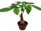 3 Stück Pachira Aquatica - Geldbaum ca. 30 cm hoch, für ein grünes Zuhause