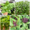15 pcs basilikum samen bio balkon garten basilikumsamen gartenkräuter gemüsepflanzen gemüsesaat balkon gemüse, bio saatgut balkongarten wintergemüse samen kübelpflanzen winterhart
