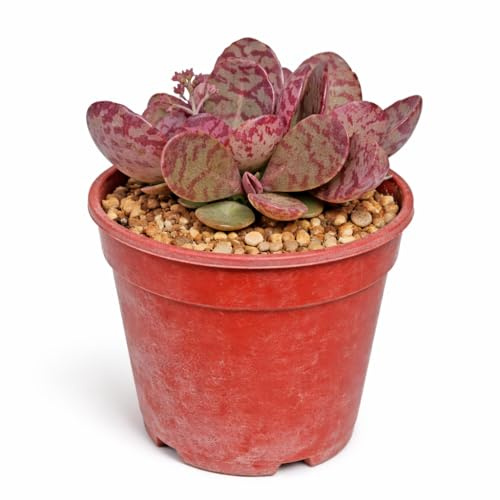 Kalanchoe Zebra seltenes Dickblattgewächs Rarität 6,5cm Topf 15cm hoch