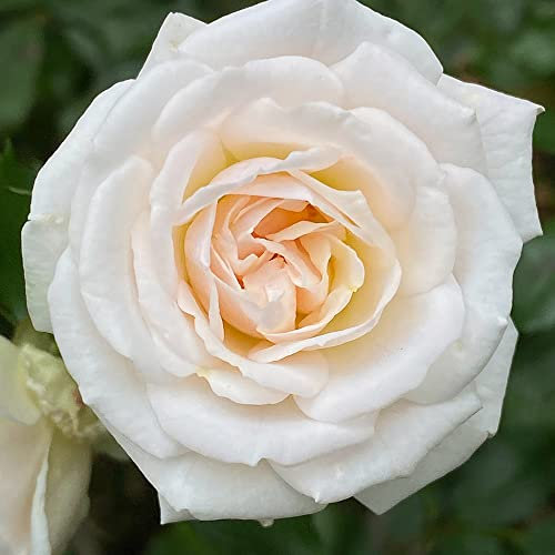Exotische Weiß Rose Blumen Samen Nostalgie Rosen Winterhart MehrjäHrig Duftend Blumensamen Gastgeschenk Winterharte Pflanzen FüR Garten Blumenwiese Mehrfach BlüHend KüBelpflanzen 200 Seeds