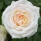 Exotische Weiß Rose Blumen Samen Nostalgie Rosen Winterhart MehrjäHrig Duftend Blumensamen Gastgeschenk Winterharte Pflanzen FüR Garten Blumenwiese Mehrfach BlüHend KüBelpflanzen 200 Seeds