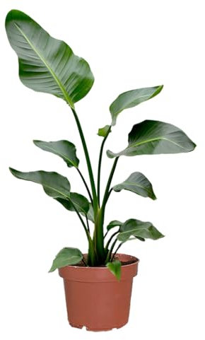 Strelitzie Strelitzia nicolai | XXL Zimmerpflanze 100–110 cm hoch | mit 2–3 Trieben im 21 cm-Topf | Pflegeleicht für Wohnzimmer, Büro oder Balkon | frisch aus der Gärtnerei | Green Me Up