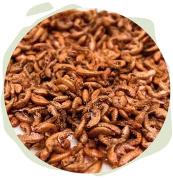 Warnick's Naturhäppchen Gammarus Bachflohkrebse - 1 Liter | Naturfutter für Koi, Zierfische & Reptilien - Proteinreich & farbunterstützend - Wertvolle Nahrungsergänzung