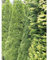 Lebensbaum Smaragd 160-180 cm. 25 Heckenpflanzen. Immergrüner Sichtschutz Zaun