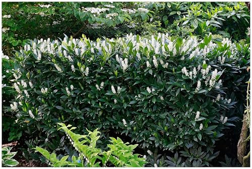 10 x Prunus laurocerasus 'Otto Luyken' (Gehölz/Heckenpflanze/Winterhart/Mehrjährig/Immergrün) Kleiner Kirschlorbeer - Kompakte Schönheit mit zeitloser Anmut - von Stauden Gänge