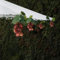 EONANT Solar Trauben String Licht im Freien wasserdichte 80LED Weinrebe hängende Beleuchtung Simulation Obst Dekoration kleine Tavernen Garten Sonnenschirm Schirm Hochzeit Party Licht (Lila)