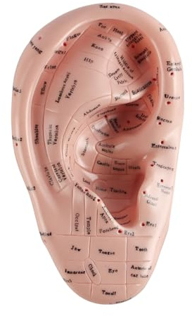 Laroal 17 cm großes Ohrakupunkturpunkt-Anzeigemodell, weiches PVC-Ohrakupunkturpunkt-Modell für das Studium der Ohranatomie und den Laborgebrauch