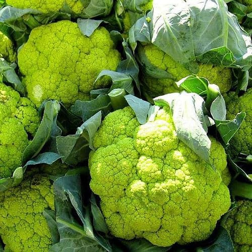 100 piezas de semillas de coliflor verde