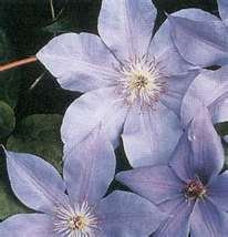 Clematis Ramona chiaro Lavender Blue 2 semi! Raro!