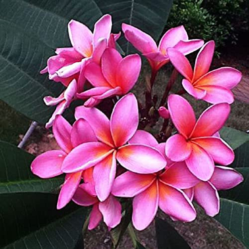 Saterkali Semi di Plumeria, 50 Pz/Borsa Semi di Plumeria Paesaggio Facile Piantare Fiore Viola Piantine di Plumeria Produttive per Patio Semi di Plumeria