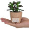 LUMENFLOW Sukkulenten Topf - Blumentopf mit Gesicht - Du schaffst das Geschenk - beliebteste Aufmunterung Geschenke - lustiger Blumentopf - Schreibtisch deko (Beige)