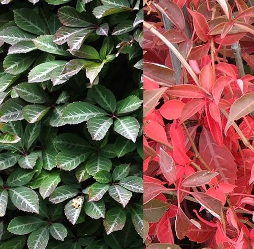 GardenersDream Parthenocissus Henryana - Silber-Wilder Wein Winterhart - Kletterpflanzen Winterhart Dekorativ - Schattenpflanzen