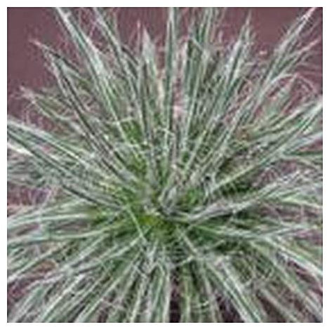 Agave schidigera White Stripe - Agave - 10 Samen