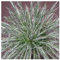 Agave schidigera White Stripe - Agave - 10 Samen