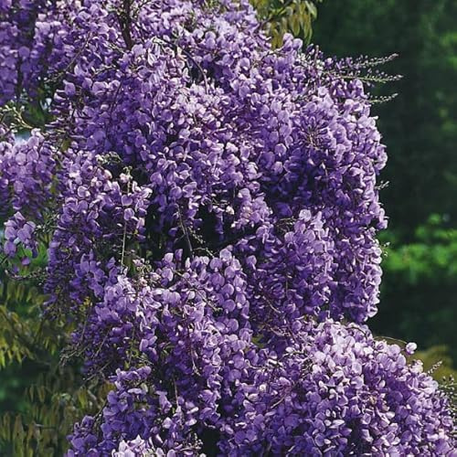 Wisteria blühend Violacea Plena 2L Pflanze für Anfänger und professionelle Gärtner - Ideal für Kleingarten, Garten - Schöne Pflanze mit ungewöhnlichen Blüten - Genießen Sie jeden Tag ihre Farben