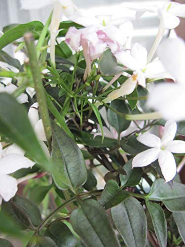 Jasminum x Stephanense - rosa Duft-Jasmin 60-100