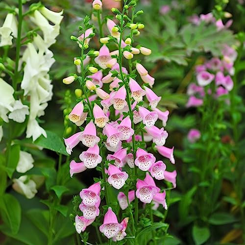 Digitalis Lucas Pink Foxglove Plant | Grow Your Own Garden Ready Plants | Outdoor Plants for Bedding Borders Pots | Potted Garden Plant (9cm Pot, 10-20cm)