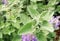 Nepeta faassenii – Katzenminze im Topf | Bienenfreundlich, winterhart & pflegeleicht | Duftstaude für Garten, Balkon & Katze im 12cm Topf