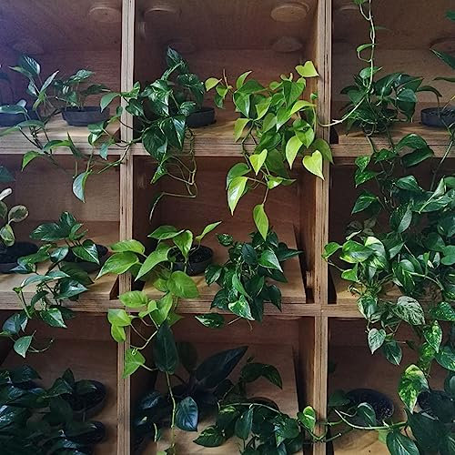 150 pcs efeutute zimmerpflanze samen - praktische geschenke grünpflanze Epipremnum aureum,Efeutute am Moosstab, dekopflanzen winterharte stauden mehrjährig saat gartenpflanzen winterhart