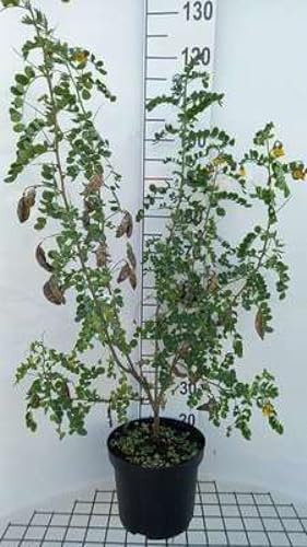 Colutea arborescens - Blasenstrauch 60-80 cm Container