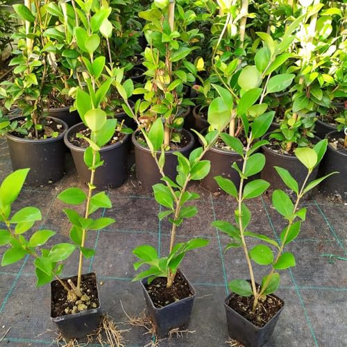Ligustro texano, 10 piante alte 30/40 cm, vaso 13