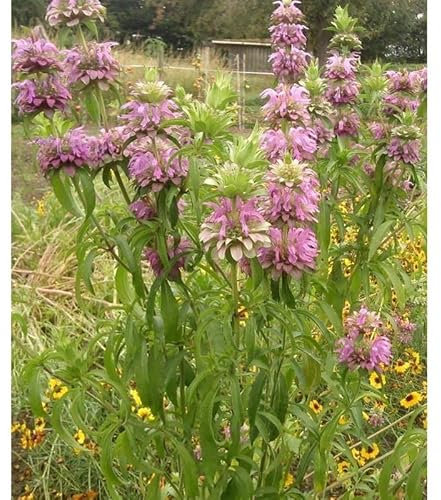 Sachet de graines de Monarde Rose/Pourpre - 1 g - fleur annuelle - LES GRAINES BOCQUET