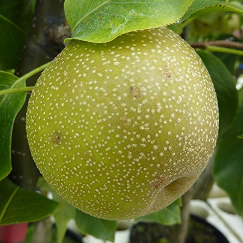 Nashi Shinko, Asienbirne Apfelbirne als Buschbaum, 110-140 cm im 10 Liter Topf, Unterlage: Slg.