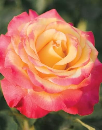 Ponak Neue 100pcs Kletterrosen Blumensamen gelb & rot