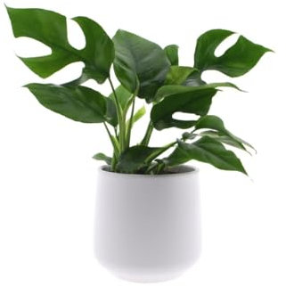 Monstera Minima | 35cm | mit Topf wählbar