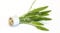 PondPlantsUK Cryptocoryne petchii - Aquarium Plants
