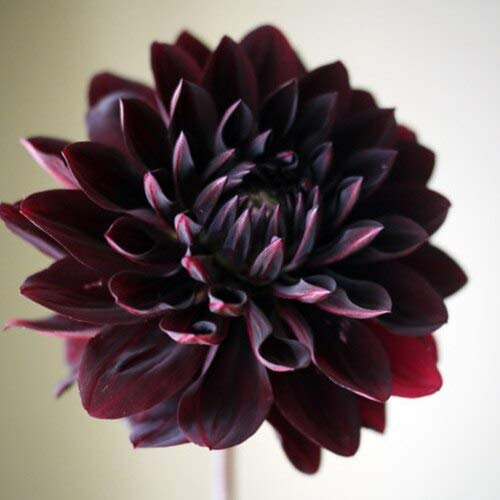 Heißer Verkauf Seltene Schwarz Mit Roten Dahlien Samen Schöne Mehrjährige Blumen Samen Dahlia Pinnata Für Diy Hausgarten-10 Stücke