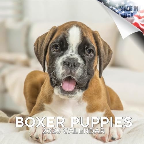 Boxer Welpenkalender 2027-16-Monate, 30,5 x 30,5 cm, Wandkalender