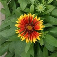 3 x Gaillardia 'Goblin' Cottage Garden Perennial Plug Plants