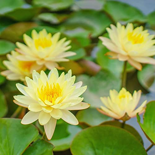 lotus seeds samen - lotusblume samen - zimmerpflanze blumen garten hochbeete für garten deko büro bodendecker winterhart mehrjährig 30 Stück