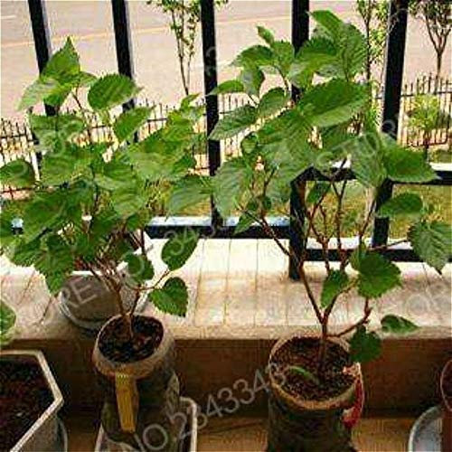 Shopmeeko 2017 neue ankunft 20 stücke maulbeerpflanzen frische blackberry obst pflanzen pflanzen hausgarten bonsai morus nigra diy pflanze baum semill: armee grün