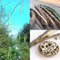GERMINATION SEEDS: Wonderful Life 50 +++ Super Rare Moringa. oleifera Samen Bio Essbare Pflanzen: Only seeds