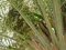 10 Samen von Edible Dattelpalme P35 (Phoenix Dactylifera)